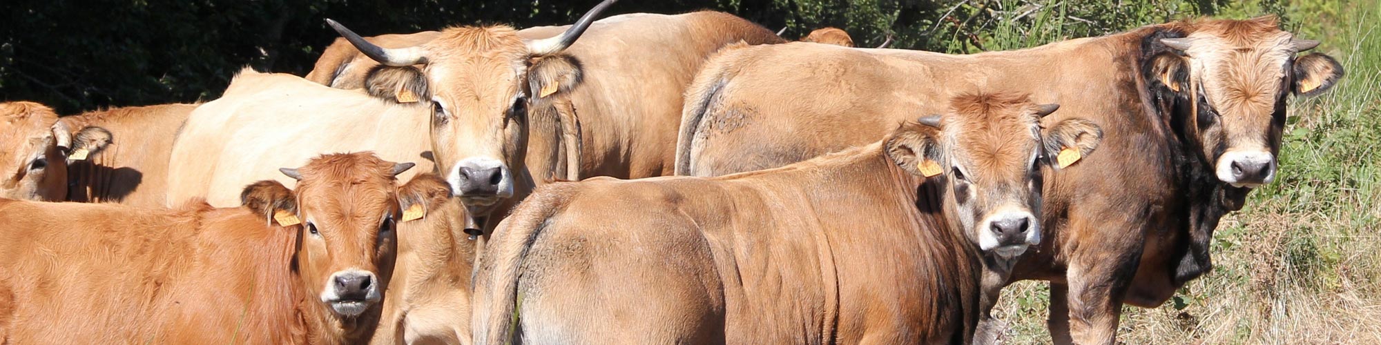   Unchallenged leader for the export of AUBRAC breed